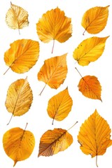 A close-up of a few yellow leaves against a white background, perfect for representing change or new beginnings in various contexts