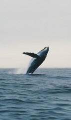Fototapeta premium huge whale jumping out of water and falling on its back in the ocean, Generative AI