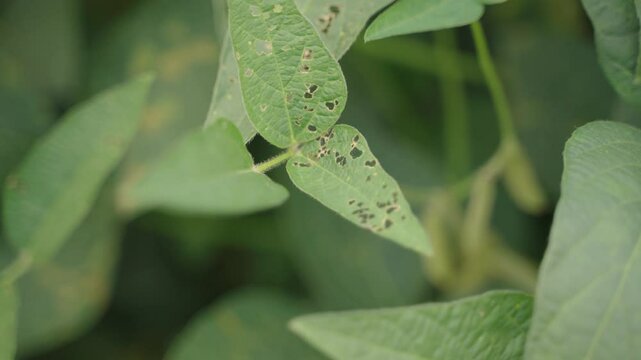 Closeup shot of minute holes on soybean leaves. Insect damage.