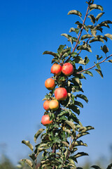 Jabłka dojrzewające w słońcu na gałęzi w sadzie © KoLesfot