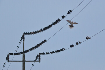 Ptaki szpaki siedzące na drutach wysokiego napięcia