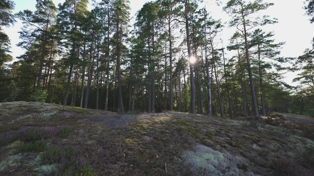 Walking upp small mountain, view of forest