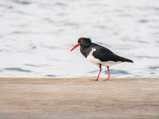 Lone Pied Oystercatcher Walking Forward