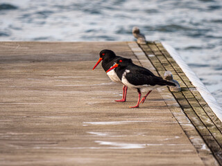 Nice Pair Pied Oystercatchers Together