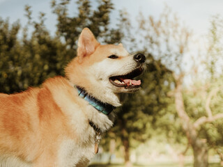 The beautiful Female Akita inu In the park. Landscape with a pet. Pet training, cute dog, smart dog.