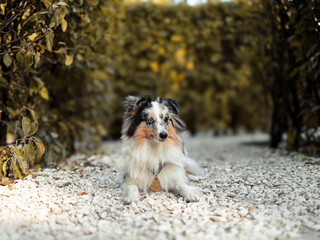The beautiful Shetland Sheepdogs In the park. Landscape with a pet. Pet training, cute dog, smart...