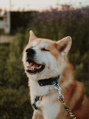 The beautiful Female Akita inu In the park. Landscape with a pet. Pet training, cute dog, smart dog.