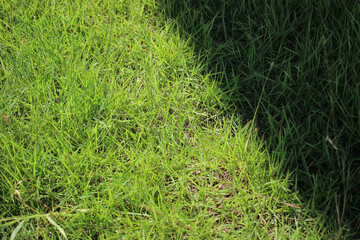 grass and sunlight and shadow close up