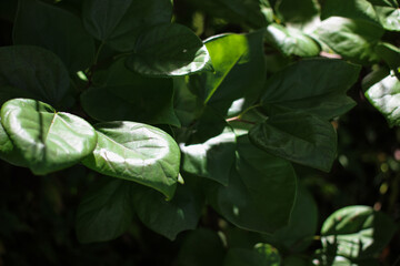 green leaves of botanic plant close up