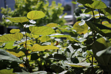 green leaves of botanic plant close up