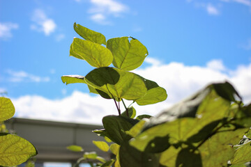 cloud sky and round leaves plant early autumn greenish