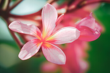 Close-up of kamboja flowers