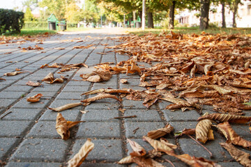 A brick walkway covered in colorful leaves with trees behind