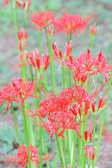 彼岸花