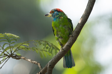 Blue-throated Barbet perching on the tree branch. Bird close-up shot in its habitat.