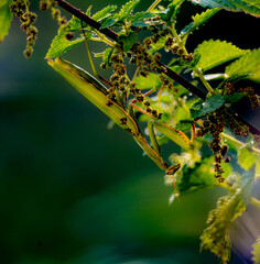 gros plan d'une mante religieuse verte dans un brin d'ortie 