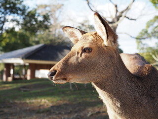 close up of a deer