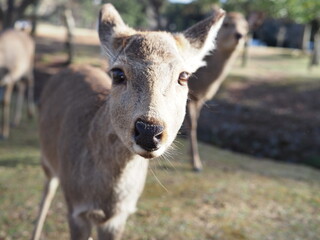portrait of deer
