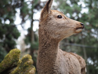 beautihul deer in forest