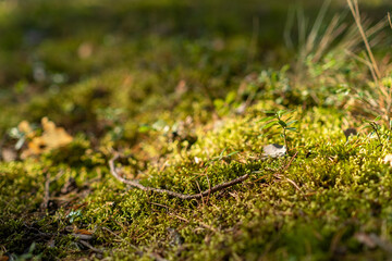 Thick green moss blankets the ground, illuminated by gentle sunlight, with small plants and twigs scattered throughout the tranquil area