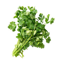 Fresh cilantro bunch, white isolate background
