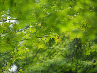 green fresh leaves in the japanese forest.