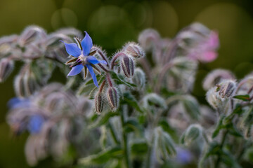 bouquet de fleur de bourrache, écologie, refuge de biodiversité, prise un soir d'été © Fredstock51
