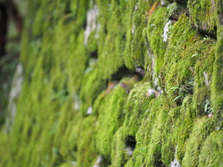 japanese green moss in forest.