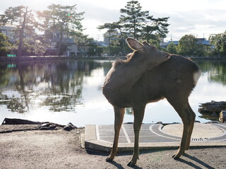 portrait of a young deer