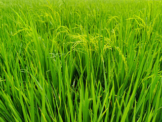 Green rice plants are producing ears of rice in the fields.