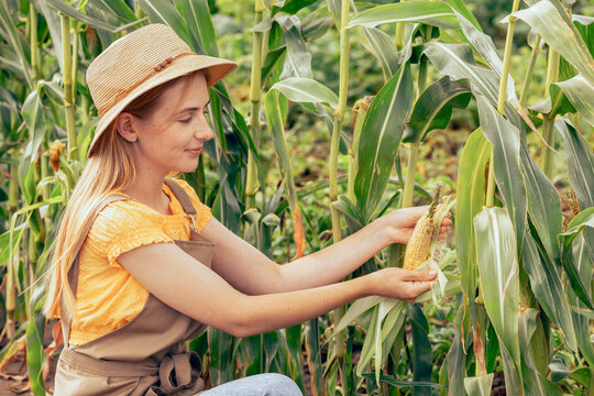 Blond haired girl picking corn at farm