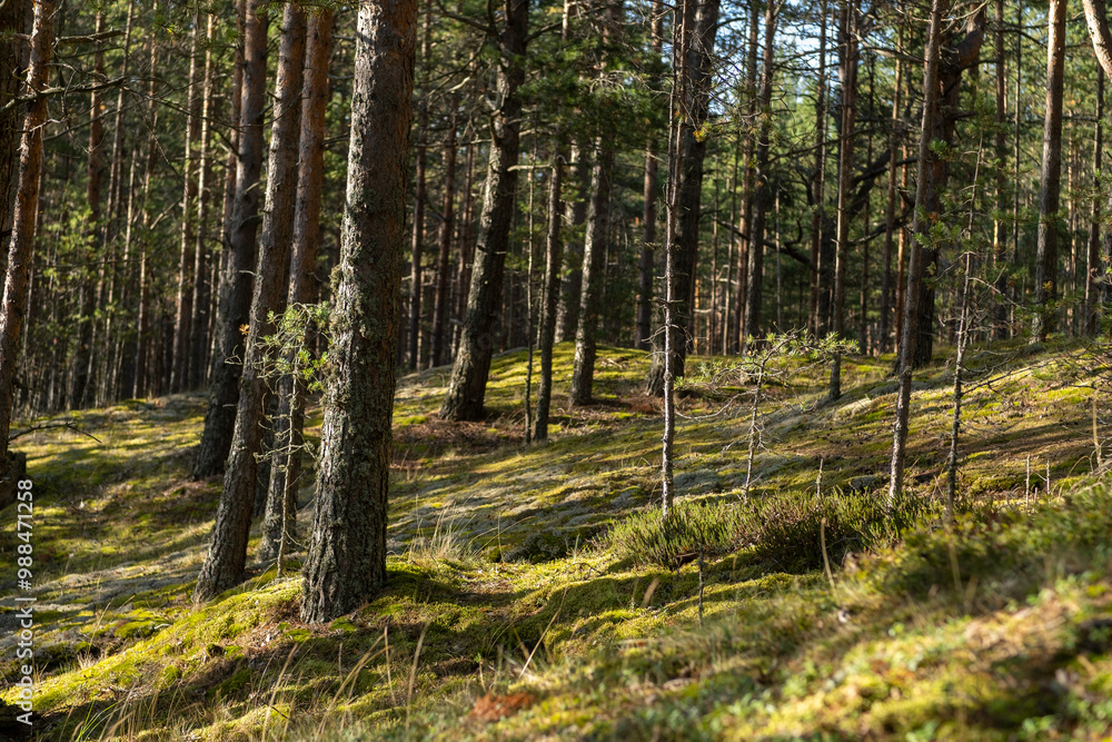 Leinwandbilder a tranquil forest features tall trees with a carpet of moss covering the ground, illuminated by warm