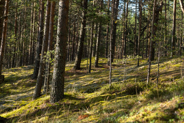 A tranquil forest features tall trees with a carpet of moss covering the ground, illuminated by warm sunlight filtering through the branches