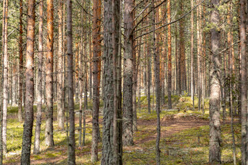 Pine trees stand tall in a tranquil forest as sunlight dapples the ground in the early morning light