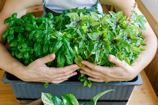 Woman embracing basil plant in tray at home