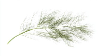 Fototapeta premium single fennel frond leaf on white background
