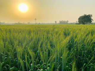 A view of a lush green wheat field just beginning to fruit, bathed in the warm golden light of the setting sun. The serene landscape captures the early stages of crop development