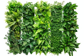 Obraz premium Various plant species growing on a wall, suitable for interior design and home decor