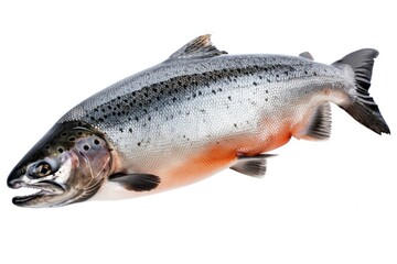 Naklejka premium A fish suspended in mid-air, without any visible support or context