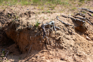 A large collection of tree roots is sprawling across the ground