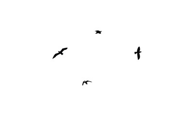 Flying Birds Vector Illustration Collection. 
