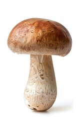 A single mushroom growing on a white background