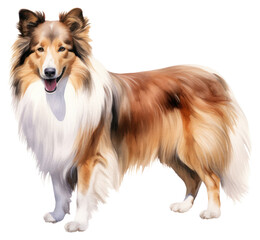 PNG Shetland sheepdog mammal animal pet.