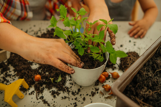 Hands of woman potting mint plant on table
