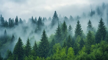 Misty Pine Forest Landscape with Dense Fog and Lush Greenery in a Serene Natural Setting