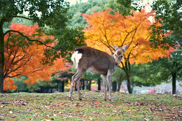 Deer of nara Park in the autumn of Nara Prefecture, Japan.