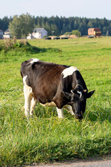 A beautiful black and white cow peacefully grazing in a lush grassy field