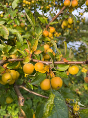 Closeup of yellow prunes on a tree