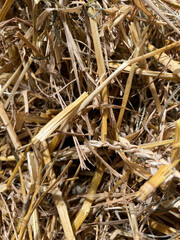 Closeup of dry straw