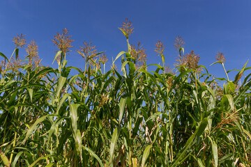 Obraz premium Blue sky over corn field
